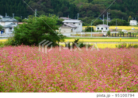 華麗に咲く赤い蕎麦の花 華麗に咲く赤い蕎麦の花 95100794