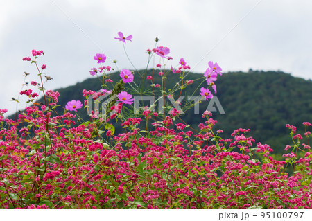 華麗に咲く赤い蕎麦の花 95100797