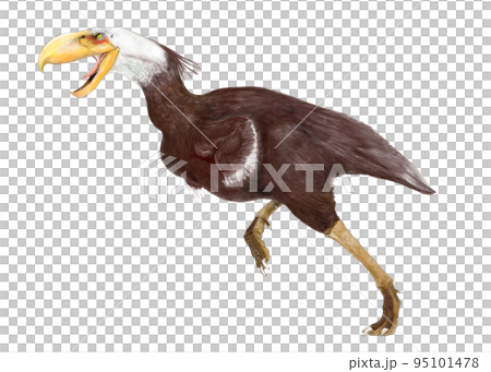 恐鳥類最大の古代の巨鳥　ケレンケン 95101478