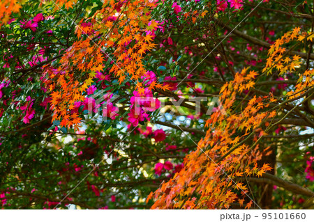 紅葉と山茶花 95101660