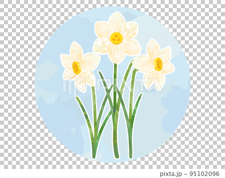 3本の水仙のイラストのイラスト素材 [95102096] - PIXTA