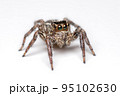 Spider isolated on white background. 95102630