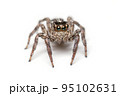 Spider isolated on white background. 95102631