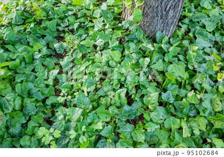 【日本】東京、木の根元に生い茂る緑の草の葉 【日本】東京、木の根元に生い茂る緑の草の葉 95102684