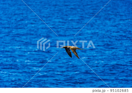 青空を飛ぶ海鳥 与那国 青空を飛ぶ海鳥 与那国 95102685