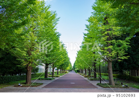 【日本】東京、緑の葉が生い茂る並木路 95102693