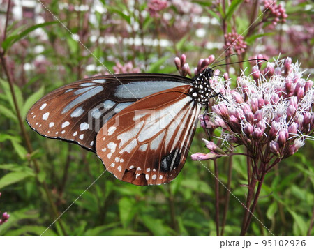フジバカマの花で吸蜜する「アサギマダラ」 フジバカマの花で吸蜜する「アサギマダラ」 95102926
