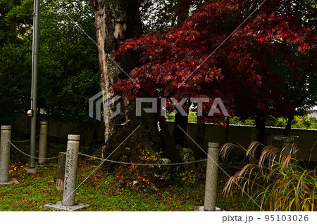 高座神社の紅葉 95103026