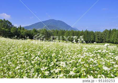 そば畑と黒姫山 95103253