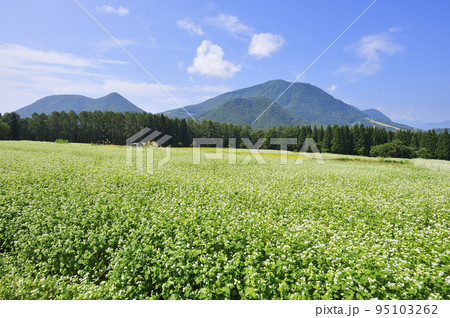そば畑と黒姫山 そば畑と黒姫山 95103262