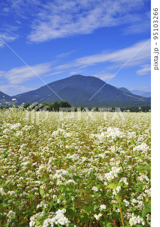 そば畑と黒姫山 そば畑と黒姫山 95103266
