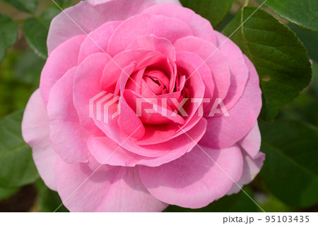 庭園の植物バラ 95103435