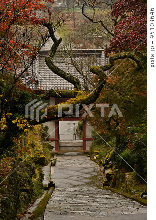 常勝寺の紅葉 95103646
