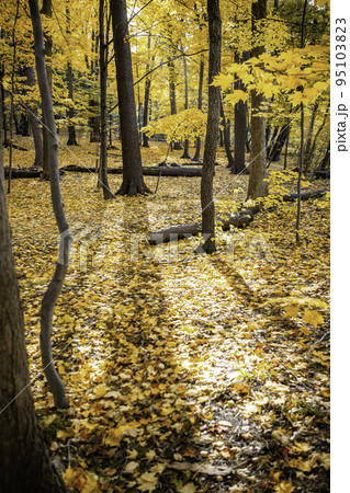 レオパシリコ　秋（フォール）　版画　額入り　オレンジ　木　森 レオパシリコ秋（フォール）版画額入りオレンジ木森