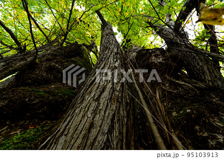 北海道美瑛 森の神様 北海道美瑛 森の神様 95103913