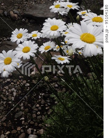 満開の白花除虫菊(シロバナムシヨケギク) 満開の白花除虫菊(シロバナムシヨケギク) 95104180