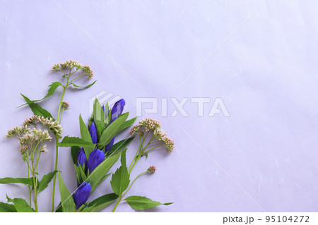 りんどうと藤袴 95104272