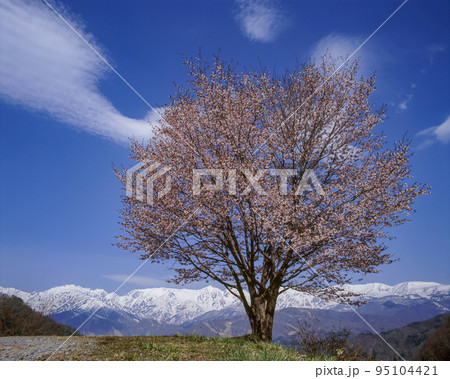 長野県　白馬村　野平の一本桜と残雪の後立山連峰 95104421
