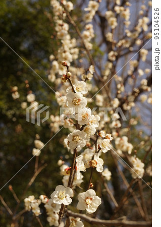 梅の花 95104526