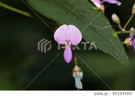アレチヌスビトハギの花 アレチヌスビトハギの花 95104560