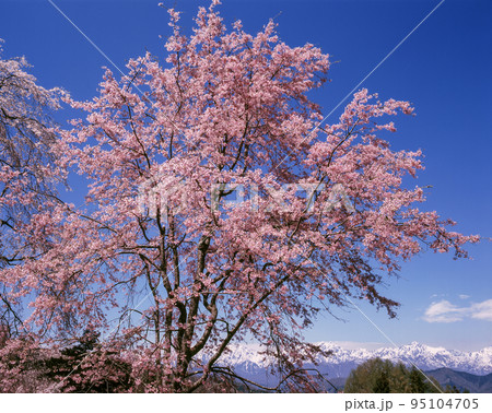 長野県 小川村 立屋・番所の桜と残雪の後立山連峰 長野県 小川村 立屋・番所の桜と残雪の後立山連峰 95104705
