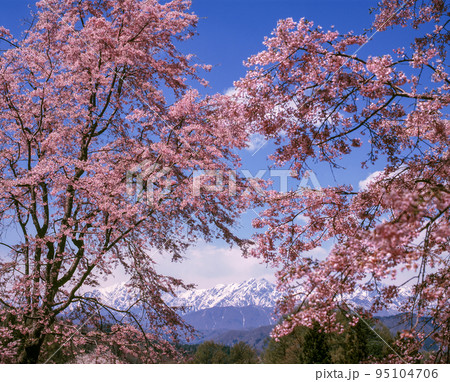 長野県 小川村 立屋・番所の桜と残雪の後立山連峰 長野県 小川村 立屋・番所の桜と残雪の後立山連峰 95104706