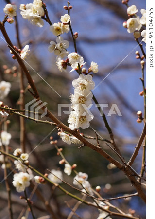 梅の花 梅の花 95104755