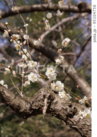梅の花 95104756