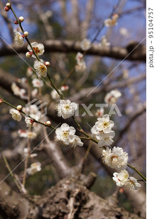 梅の花 95104757