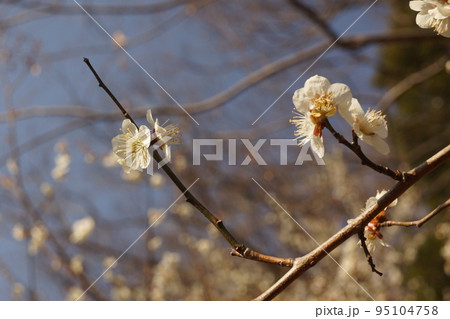 梅の花 95104758