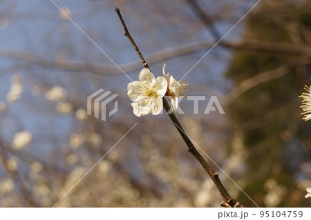 梅の花 95104759