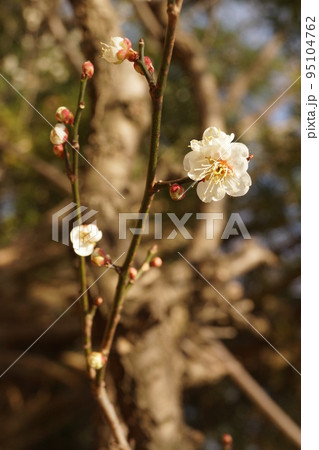 梅の花 梅の花 95104762