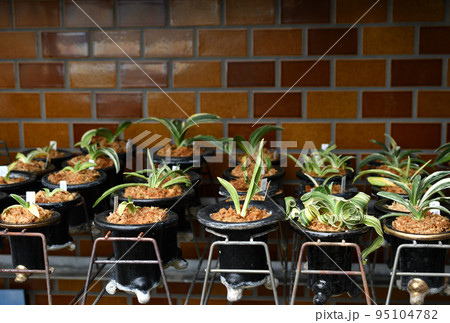 オモト オモト 95104782