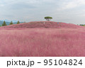 陜川郡 秋 ピンクミュルリ 95104824