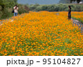 コスモス 陜川郡 花 95104827