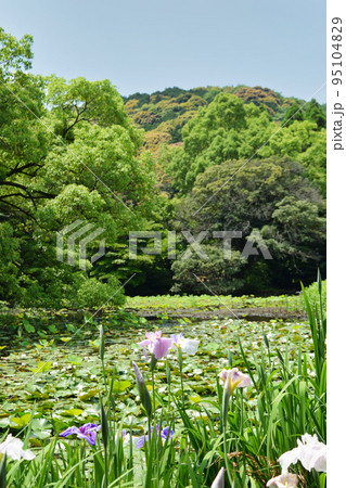 勧修寺 花菖蒲と睡蓮(京都市山科区) 勧修寺 花菖蒲と睡蓮(京都市山科区) 95104829