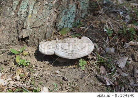 サルノコシカケ 95104840