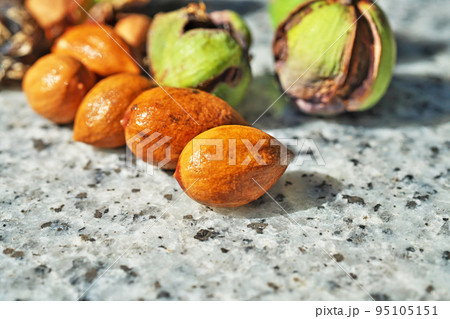 台風で落下したカヤの実（秋、九月） 95105151