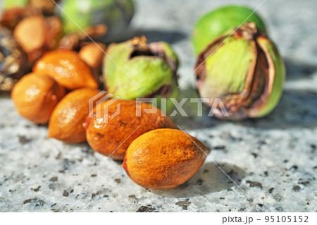 台風で落下したカヤの実（秋、九月） 95105152