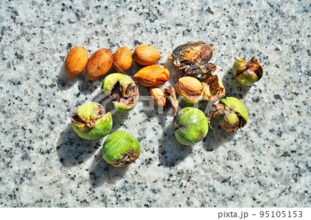 台風で落下したカヤの実（秋、九月） 95105153