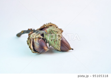 濃い茶色になりはじめたスダジイの実（秋、九月） 95105318