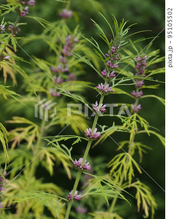 メハジキの花 メハジキの花 95105502