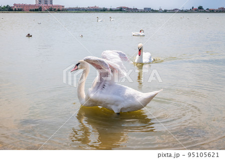 Graceful white Swan swimming in the lake and flaps its wings on the water. Graceful white Swan swimming in the lake and flaps its wings on the water. 95105621