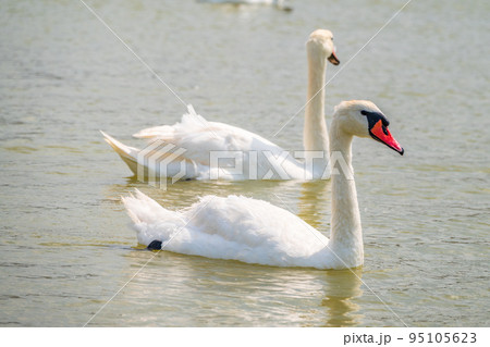 Two Graceful white Swans swimming in the lake, swans in the wild Two Graceful white Swans swimming in the lake, swans in the wild 95105623