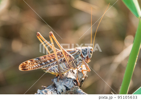 A large brown locust, Locusta migratoria, with a pattern on its body sits on branch among green vegetation in a summer garden. 95105633
