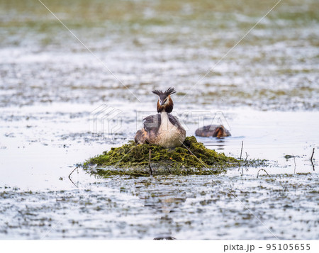 Great Crested Grebe, Podiceps cristatus, water bird sitting on the nest, nesting time on the green lake Great Crested Grebe, Podiceps cristatus, water bird sitting on the nest, nesting time on the green lake 95105655