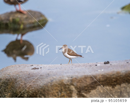 Common sandpiper, Actitis hypoleucos, resting lake shore under raindrops. 95105659
