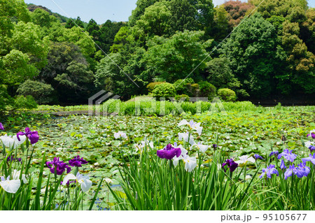 勧修寺 花菖蒲と睡蓮（京都市山科区） 95105677