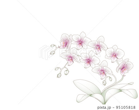 ミニ胡蝶蘭・手描き風のイラスト素材 [95105818] - PIXTA