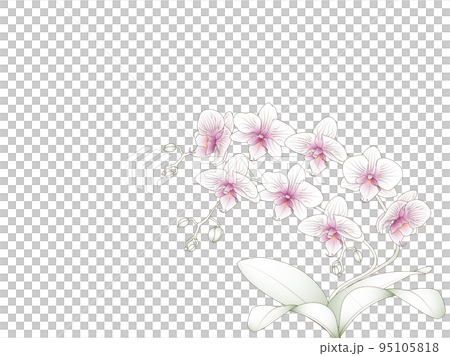 Mini phalaenopsis, hand-drawn style 95105818